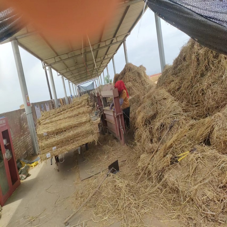 寧夏香蕉网在线播放